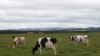 FILE - Dairy cattle graze in a field in Perthshire, Scotland, Aug. 11, 2015.