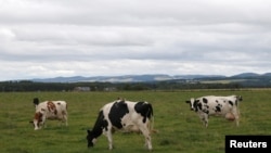 FILE - Dairy cattle graze in a field in Perthshire, Scotland, Aug. 11, 2015.