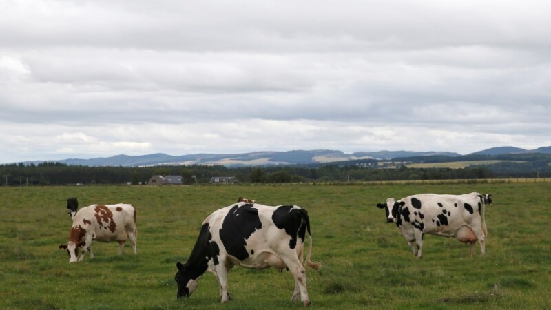 Milk Use and Lactose Tolerance Didn’t Develop Hand in Hand in Europe