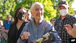 Dr Jane Goodall bergerak melewati kerumunan setelah memberikan kuliah di kampus UM (Universitas Montana) di Missoula, Montana, 26 Juni 2022. (Tommy Martino/Associated Press)