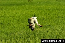 Seorang petani menyemprotkan pupuk di sawahnya di Banda Aceh (Foto: AFP/Jewel Samad)