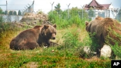 Bears enjoy themselves in an animal shelter that belongs to Natalia Popova, 50, in Kyiv region, Ukraine, Aug. 4, 2022.