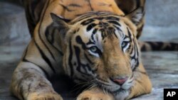  FILE: Royal Bengal tiger rests at its enclosure at the Alipore zoo in Kolkata, India, Monday, July 29, 2019. 