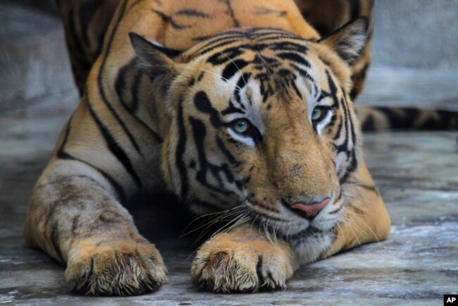 FILE - Royal Bengal tiger rests at its enclosure at the Alipore zoo in Kolkata, India, Monday, July 29, 2019. (AP Photo/Bikas Das, File)