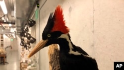 FILE - An ivory-billed woodpecker specimen is on a display at the California Academy of Sciences in San Francisco, Sept. 24, 2021. The U.S. Fish and Wildlife Service put off a decision about whether ivory-billed woodpeckers are extinct. (AP Photo/Haven Da