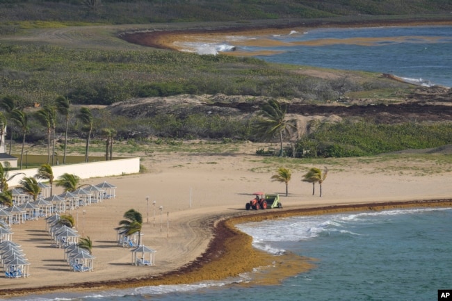 A tractor sweeps a beach lined with seaweed along the Atlantic shore in Frigate Bay, St. Kitts and Nevis, Wednesday, Aug. 3, 2022. (AP Photo/Ricardo Mazalan)