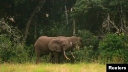 FILE: Elephants are seen on the edge of the forest at Pongara National Park, near Libreville, Gabon, Oct. 16, 2021.