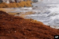 A bird stands on seaweed covering the Atlantic shore in Frigate Bay, St. Kitts and Nevis, Wednesday, Aug. 3, 2022. (AP Photo/Ricardo Mazalan)