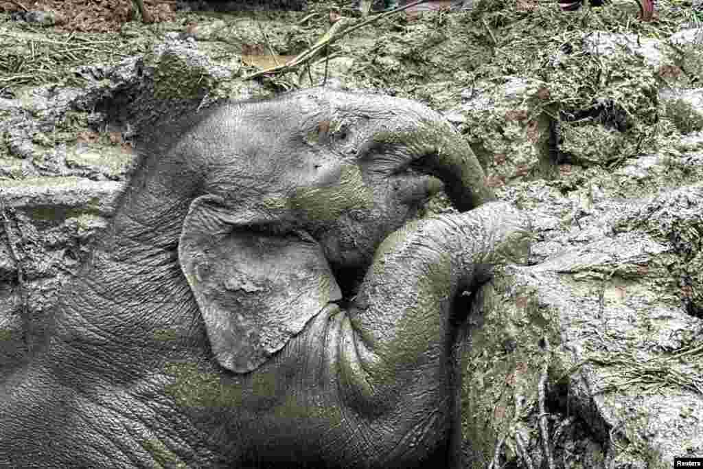An elephant calf is seen inside a manhole after a baby and mother elephant fell into a manhole in Khao Yai National Park, Nakhon Nayok province, Thailand, July 13, 2022. 
