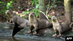 This photo taken on July 6, 2022 shows otters in the forest at Angkor Park in Siem Reap province. (Photo by TANG CHHIN Sothy / AFP)