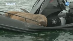 Norveçliler'in Kabusu Keyfine Düşkün Mors Freya