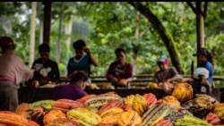 Hausses de la prime pour les planteurs de cacao et de la demande de charbon