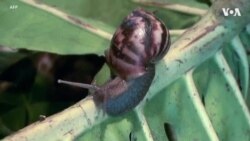 佛罗里达州迅速展开行动 捕捉快速入侵的东非蜗牛 