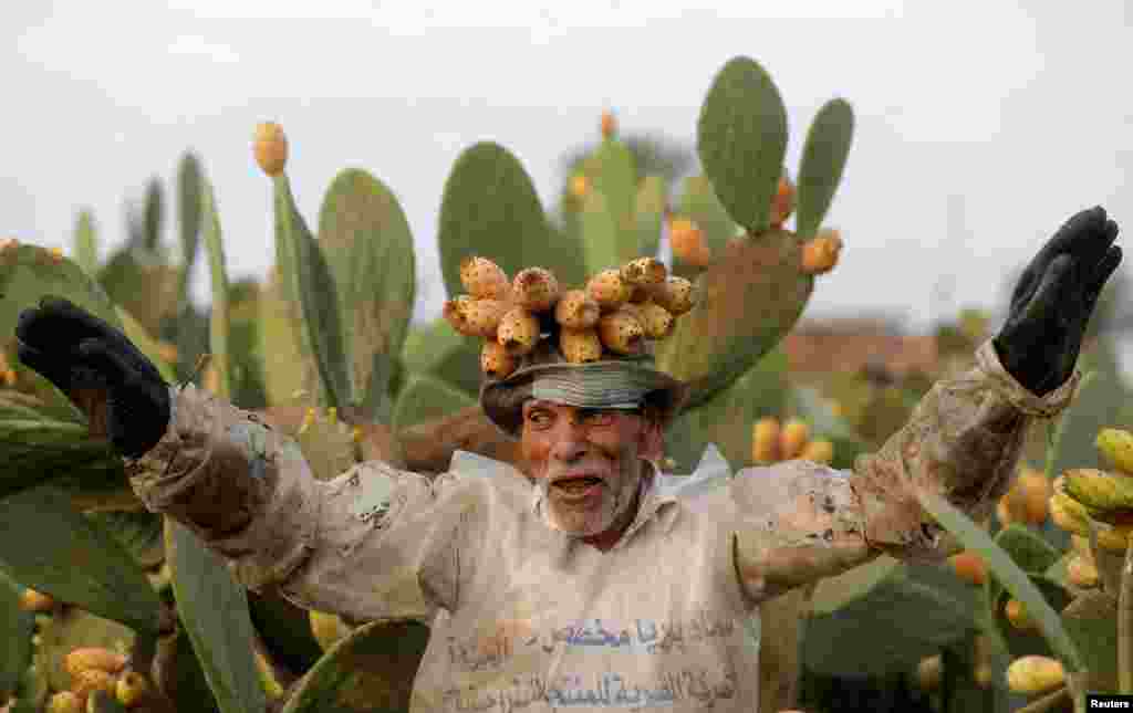 A worker sings as he carries prickly pears on his head at a farm in Al Qalyubia Governorate, Egypt, Aug. 2, 2022.