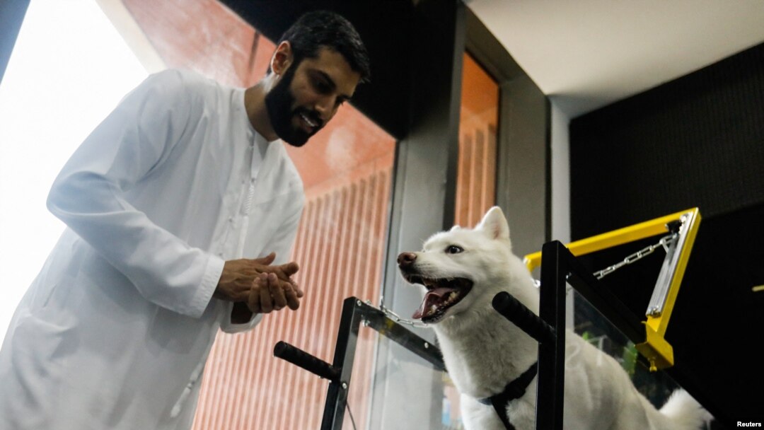 Can You Get Herpes From Kissing A Dog