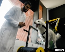 Uni Emirat Arab Buka Pusat Kebugaran Indoor Pertama untuk Anjing