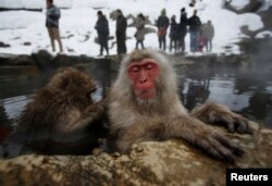 Kera Jepang (atau Monyet Salju) berkumpul di sumber air panas di lembah yang tertutup salju di kota Yamanouchi, Jepang tengah 20 Januari 2014. (REUTERS/Issei Kato)