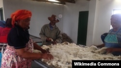 南非農民處理羊毛資料照。