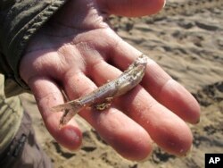 FILE - In this June 19, 2013 file photo, U.S. Fish and Wildlife Service biologist Angela James holds a dead Rio Grande silvery minnow that was found in the riverbed during a salvage trip near Socorro, N.M. (AP Photo/Susan Montoya Bryan, File)