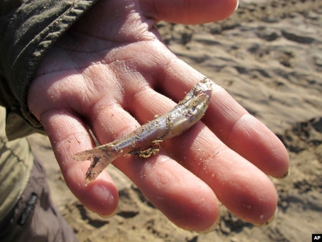 FILE - In this June 19, 2013 file photo, U.S. Fish and Wildlife Service biologist Angela James holds a dead Rio Grande silvery minnow that was found in the riverbed during a salvage trip near Socorro, N.M. (AP Photo/Susan Montoya Bryan, File)