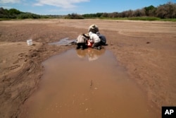 Fish biologists work to rescue the endangered Rio Grande silvery minnows from pools of water in the dry Rio Grande riverbed Tuesday, July 26, 2022, in Albuquerque, NM (AP Photo/Brittany Peterson)