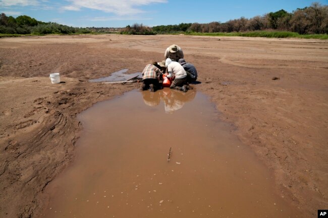 Fish biologists work to rescue the endangered Rio Grande silvery minnows from pools of water in the dry Rio Grande riverbed Tuesday, July 26, 2022, in Albuquerque, N.M. (AP Photo/Brittany Peterson)