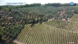 Zeytin ve Şarabıyla Ünlü Toskana’da Kuraklık Büyüyor 