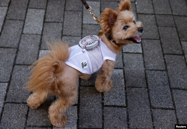 Moco, anjing campuran Pomeranian dan Poodle, mengenakan pakaian khusus hewan peliharaan yang dilengkapi kipas angin bertenaga baterai, dikembangkan oleh pembuat pakaian hamil Jepang "Sweet Mommy", di Tokyo, Jepang 28 Juli 2022. (REUTERS/Issei Kato)