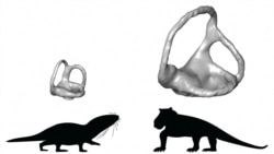 Quiz - Scientists Study Inner Ear to Determine Beginnings of Mammals