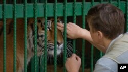 Natalia Popova, 50, pets a tiger at her animal shelter in Kyiv region, Ukraine, Aug. 4, 2022.