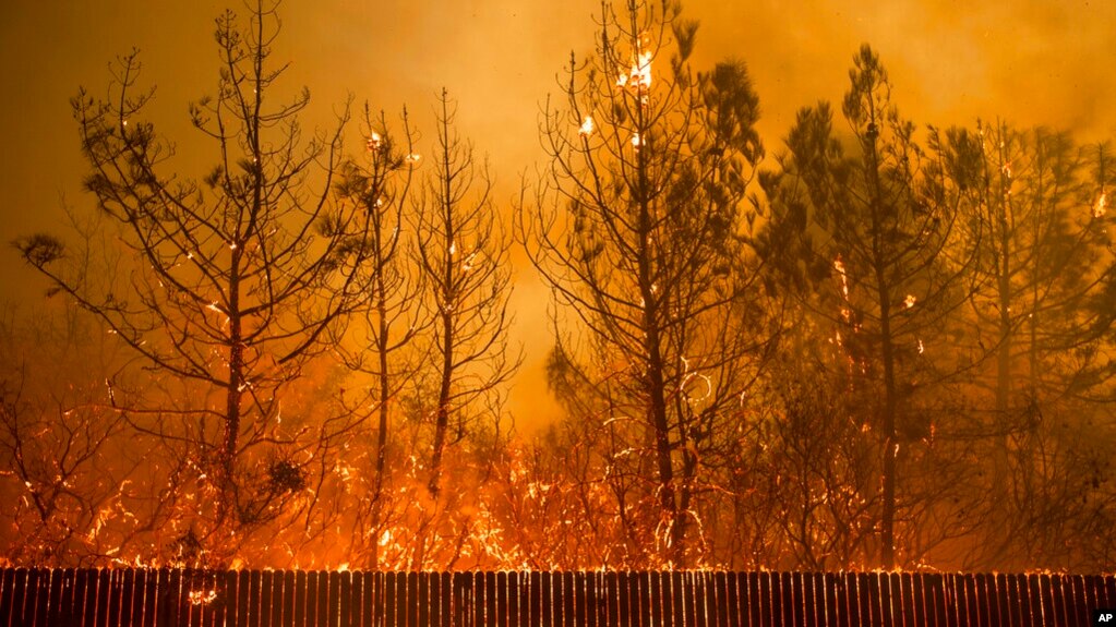 FILE - Flames climb trees as the Camp fire tears through Paradise, Calif., on Nov. 8, 2018.