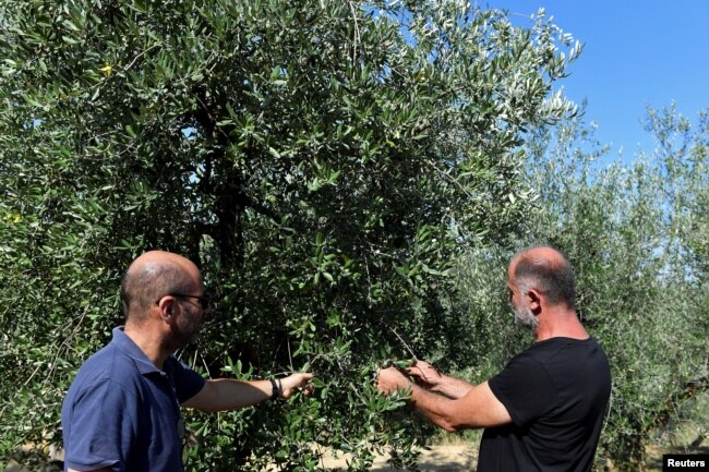 Agricultural entrepreneur Filippo Legnaioli and his colleague look at deadwood and dried olive trees, as Tuscany's famed wine and olive oil industry suffers from a heatwave and drought, in Greve in Chianti, Italy, July 29, 2022. (REUTERS/Jennifer Lorenzini)