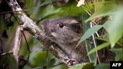 La leptospirose est une maladie bactérienne véhiculée par les rongeurs et souvent bénigne pour l'homme.