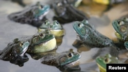 FILE - American bullfrogs are seen at the Jurong Frog Farm in Singapore, Dec. 11, 2008. 