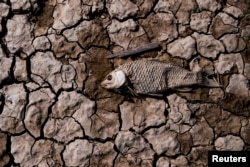 FILE - The remains of a fish, lies amongst cracked mud on the dried lake bed of Poyang Lake, China's largest freshwater lake, in Jiujiang, Jiangxi province, China, Dec. 9, 2019.