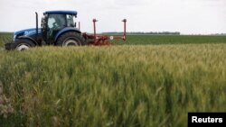 ARCHIVO - Un tractor en medio de campos de trigo en las afueras de Bashtanka, región de Mykolaiv, sur de Ucrania, el 9 de junio de 2022.