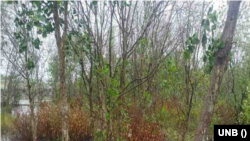 খুলনায় মরে যাচ্ছে শত শত গাছ। 