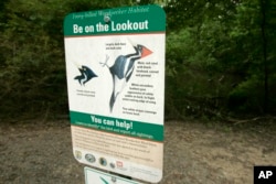 In this May 28, 2008, file photo, a sign asking patrons of the Dagmar Wildlife Management Area to watch for ivory-billed woodpeckers is displayed near Brinkley, Ark. (AP Photo/Danny Johnston, File)