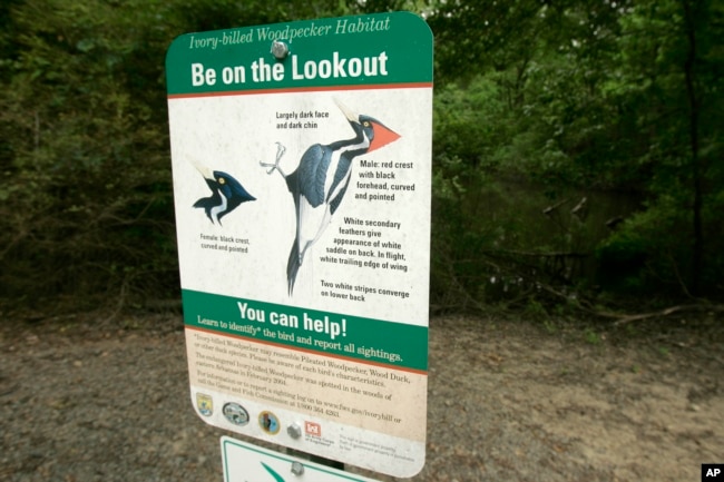 In this May 28, 2008, file photo, a sign asking patrons of the Dagmar Wildlife Management Area to watch for ivory-billed woodpeckers is displayed near Brinkley, Ark. (AP Photo/Danny Johnston, File)