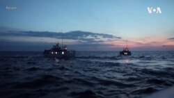 美味鲣鱼或预示着气候变化 威胁到人们热捧的日本料理