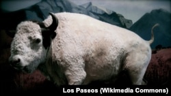 Big Medicine, a rare white bison on display at the Montana Historical Society in Helena, Montana.