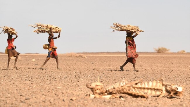 FILE - Turkana women carrying firewood walk past a carcass of a cow, in the area of Loiyangalani, which is among the worst affected by the prolonged drought, in Marsabit, northern Kenya, July 12, 2022.