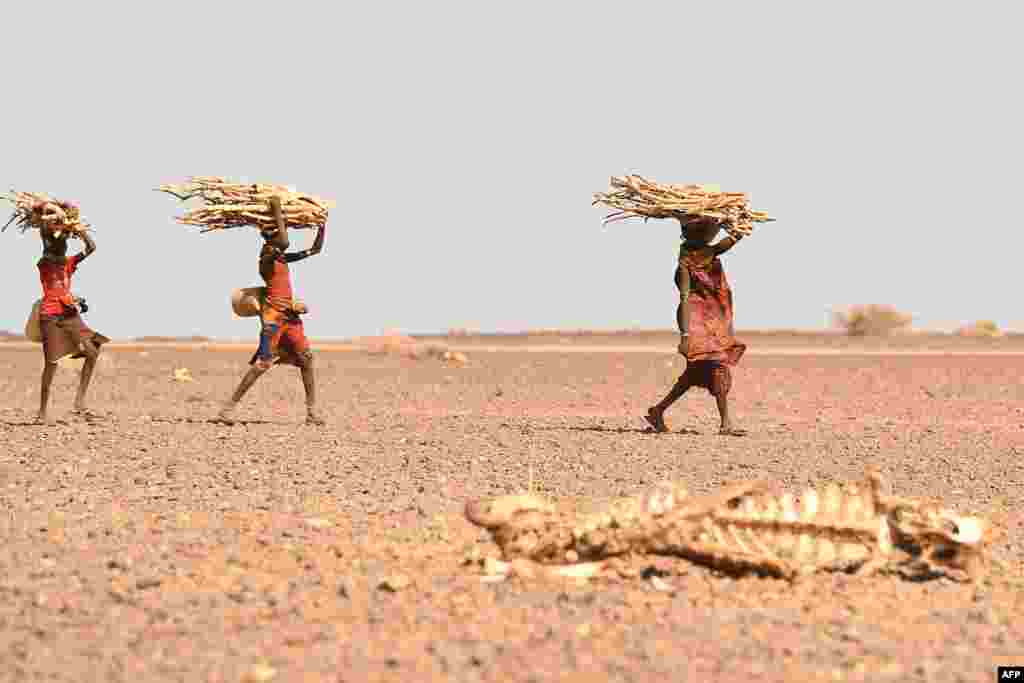 Turkana women carrying firewood walk past a carcass of a cow, in the area of Loiyangalani, which is the worst affected by long-lasting dry weather, in Marsabit, northern Kenya, July 12, 2022.