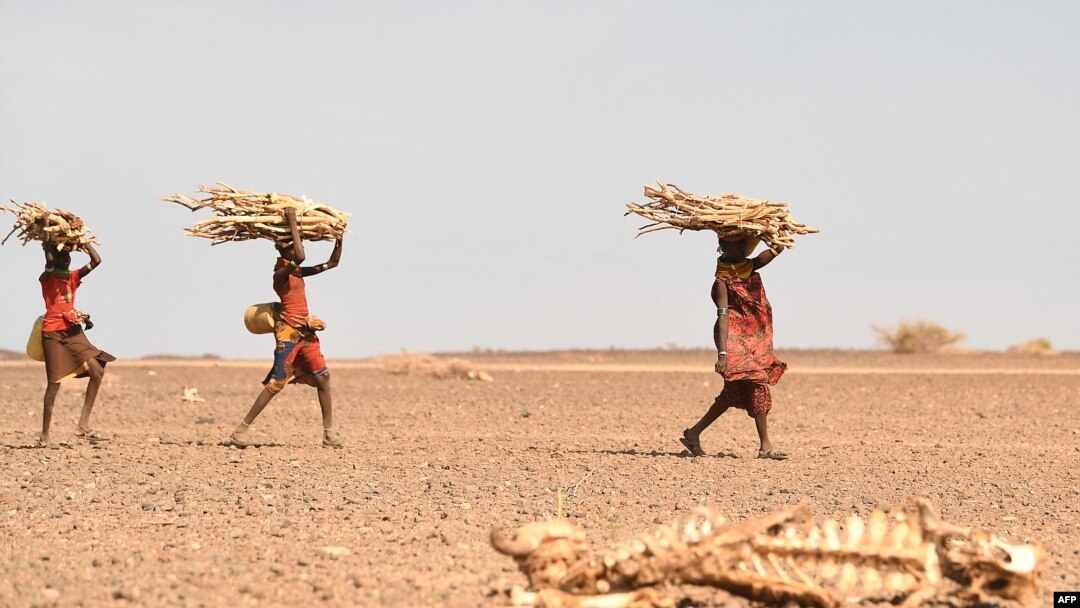 Abagore bo muri Turkana bavuye gushaka inkwi banyura iruhande rw'inka yapfuye mu karere ka Loiyangalani, kamwe mu twazahajwe n'amapfa ahitwa Marsabit mu majyaruguru ya Kenya,12/7/ 2022.