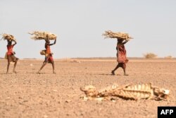 Wanawake wa Turkana wakiwa wamebeba kuni wakipita mbele ya mzoga wa ng'ombe katika eneo la Loiyangalani, lililoathirika na ukame wa muda mrefu, huko Marsabit, kaskazini ya Kenya, Julai 12, 2022.