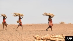 FILE: Turkana women carrying firewood walk past a carcass of a cow, in the area of Loiyangalani, which is the worst affected by the prolonged drought, in Marsabit, northern Kenya. Taken 7.12.2022