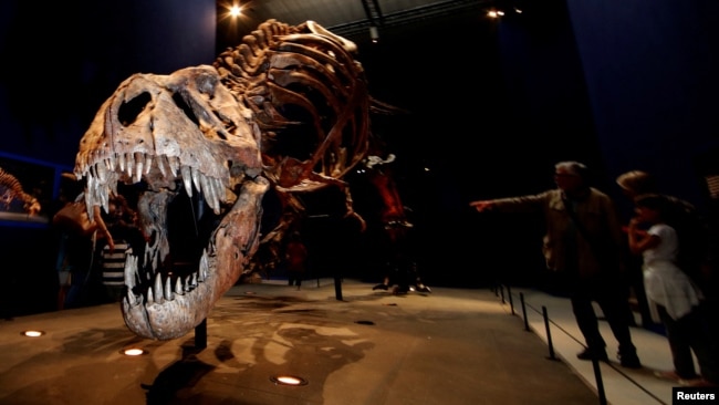 FILE - Visitors look at a 67 million year-old skeleton of a Tyrannosaurus Rex dinosaur, named Trix, during the first day of the exhibition "A T-Rex in Paris" at the French National Museum of Natural History in Paris, France, June 6, 2018. ( REUTERS/Philippe Wojazer)