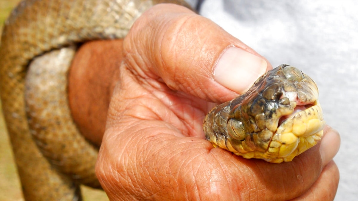 Zimbabwe Users Spread Fake Warnings About Rattlesnakes in US Suburbs - Vimarsana News