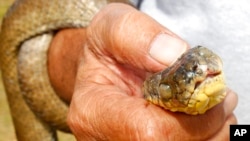 FILE - A brown tree snake is held by a U.S. Department of Agriculture wildlife specialist at Andersen Air Force Base on the U.S. territory of Guam, Feb. 5, 2013.