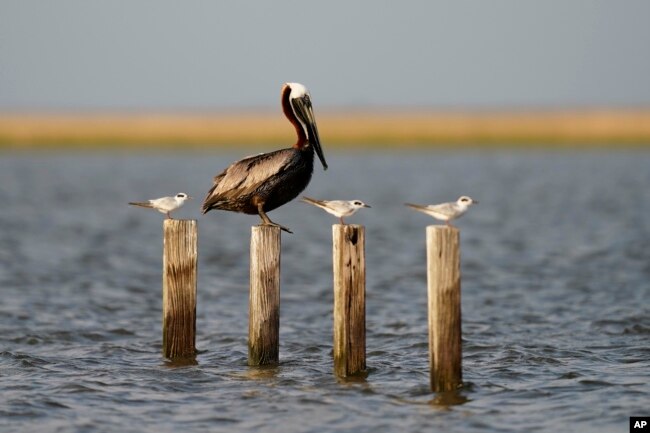 A brown pelican sits on pilings with seagulls in marshland in Chauvin, La., Friday, May 20, 2022. (AP Photo/Gerald Herbert)